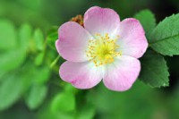 WILD ROSE